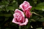 Herbie rose photo