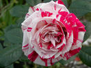 Pinstripe ™ rose photo