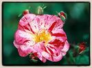 Rose Gilardi ™ rose photo