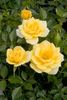 Sequoia Gold ™ rose photo