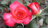 Sweet Caroline rose photo