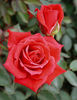 This Is The Day ™ rose photo