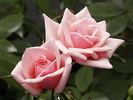 Ultimate Pleasure rose photo
