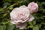 Vi's Violet™ rose photo