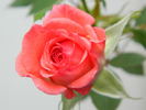 Pink Petticoat rose photo