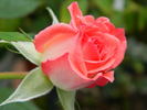 Pink Petticoat rose photo