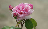 Gaston Chandon rose photo