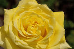 First Gold rose photo