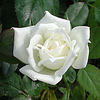 Pacesetter rose photo