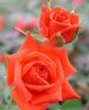 Julie Ann rose photo