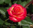 Conundrum ™ rose photo