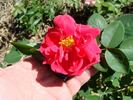 B3705 rose photo