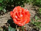 A3101 rose photo