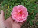A3301 rose photo