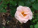 B3602 rose photo