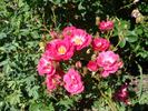 A4803 rose photo