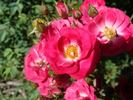 A4803 rose photo