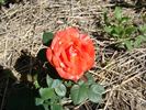 A3101 rose photo