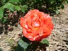 A3101 rose photo