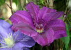 Royal Velvet clematis photo
