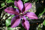 Mrs. N. Thompson clematis photo