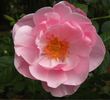 Bow Bells ™ rose photo
