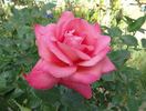 Showtime rose photo