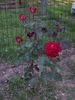 Ronald Reagan ™ rose photo
