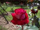 Ronald Reagan ™ rose photo