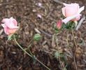 John C.M. Mensing rose photo