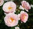 07 7A 45B rose photo