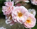 07 7A 45B rose photo