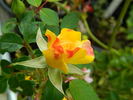 Golden Horizon ™ rose photo