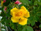 Golden Horizon ™ rose photo