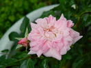 Softee, Softee rose photo