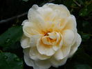 Out of Yesteryear rose photo