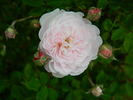 Too Cute rose photo
