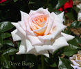 Twinkle Little Star rose photo