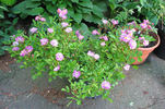 Heinrich Karsch rose photo