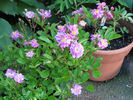 Heinrich Karsch rose photo