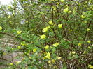 Helen Knight rose photo