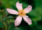 Lila Banks rose photo