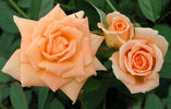 Peach Delight ™ rose photo