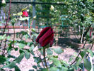Satan rose photo