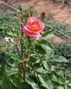 Poulsen's Copper rose photo