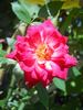 174-02-17 rose photo