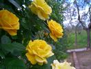 Arthur Bell, Cl. rose photo