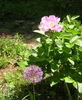 May Lilac peony photo