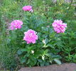 Rozella peony photo