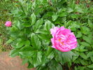Rozella peony photo